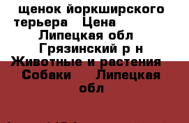 щенок йоркширского терьера › Цена ­ 10 000 - Липецкая обл., Грязинский р-н Животные и растения » Собаки   . Липецкая обл.